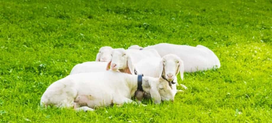 salmos 23 sermao expositivo esboco-ovelhas no pasto