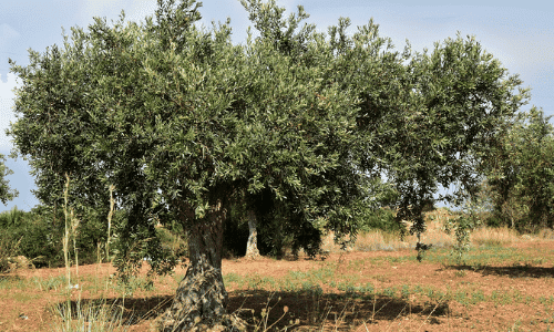 oliveira - agricultura nos tempos bíblicos