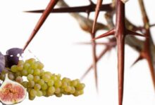 espinheiros e abrolhos na biblia-pelos frutos se conhece a arvore