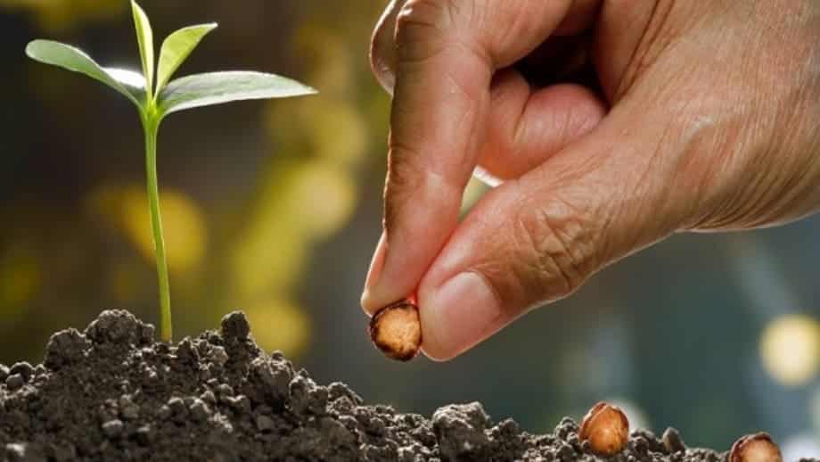 Gálatas 6: A Lei do Plantar e Colher