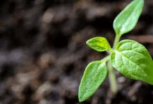 planta será arrancada na bíblia