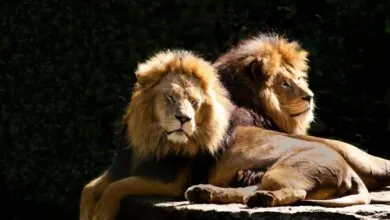 história de Daniel na cova dos leões