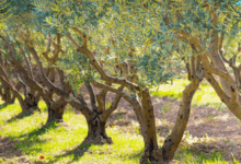 Plantas de oliveira ao redor da mesa