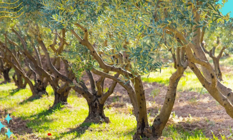 Plantas de oliveira ao redor da mesa