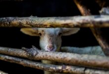 Por que Deus exigia sacrifícios de animais na Bíblia