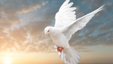 Por que a pomba é um símbolo do Espírito Santo