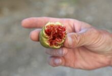 O que os Cristãos precisam saber sobre o Fruto Proibido