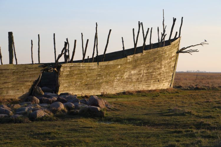 Por que Noé usou a madeira Gofer para construir a arca