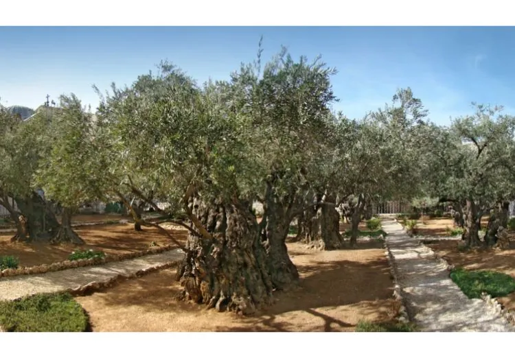 Uma antiga oliveira no Jardim do Getsêmani