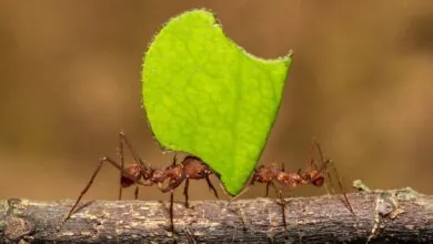 lições da formiga em Provérbios sobre produtividade
