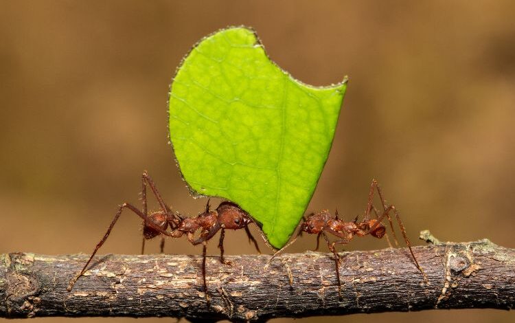 lições da formiga em Provérbios sobre produtividade