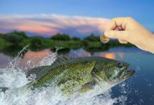 significado da moeda na boca do peixe em Mateus 17