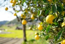 sermão sobre frutificar