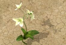 sermão sobre terra seca