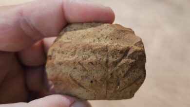 Menorah ou Ramo de Palmeira? Enigma Arqueológico em Jerusalém