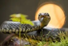 As 3 Picadas da Serpente - pregação 2 corintios 11