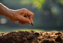 não será árvore frutífera se não morrer como semente - devocional