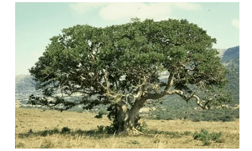sicomoro - árvore da pestina dos dias de Jesus