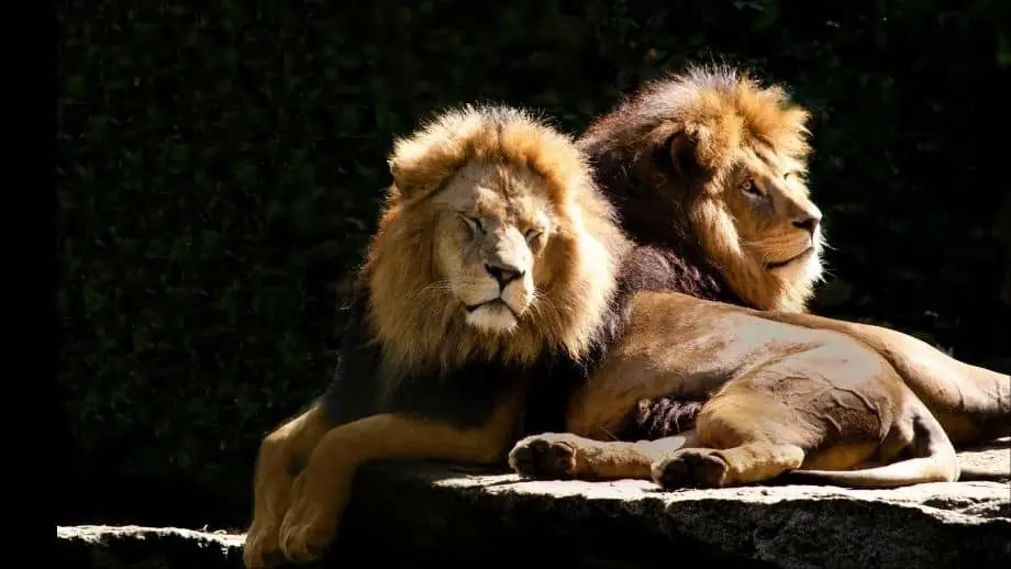 história de Daniel na cova dos leões