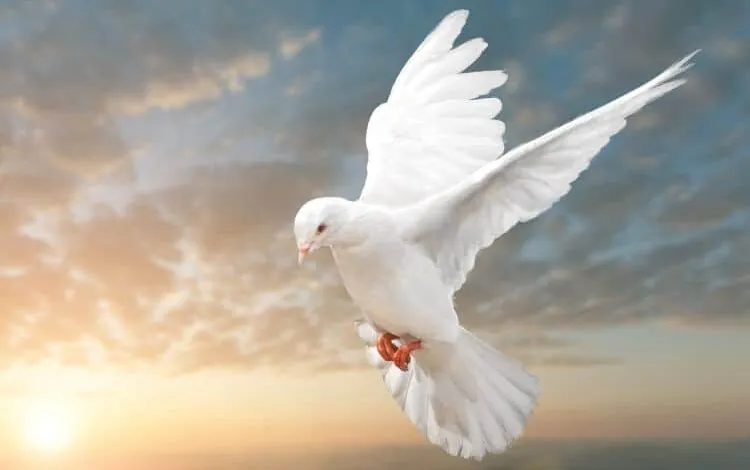 Por que a pomba é um símbolo do Espírito Santo