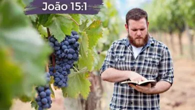 João 15-1 Significado de Jesus dizendo videira verdadeira