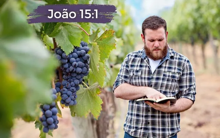 João 15-1 Significado de Jesus dizendo videira verdadeira