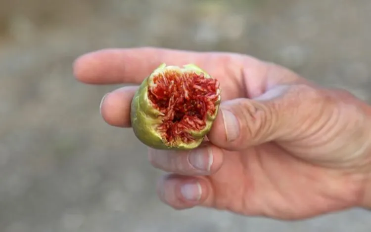 O que os Cristãos precisam saber sobre o Fruto Proibido