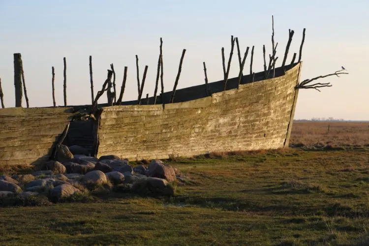 Por que Noé usou a madeira Gofer para construir a arca