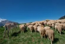 maior despojo conquistado por Israel