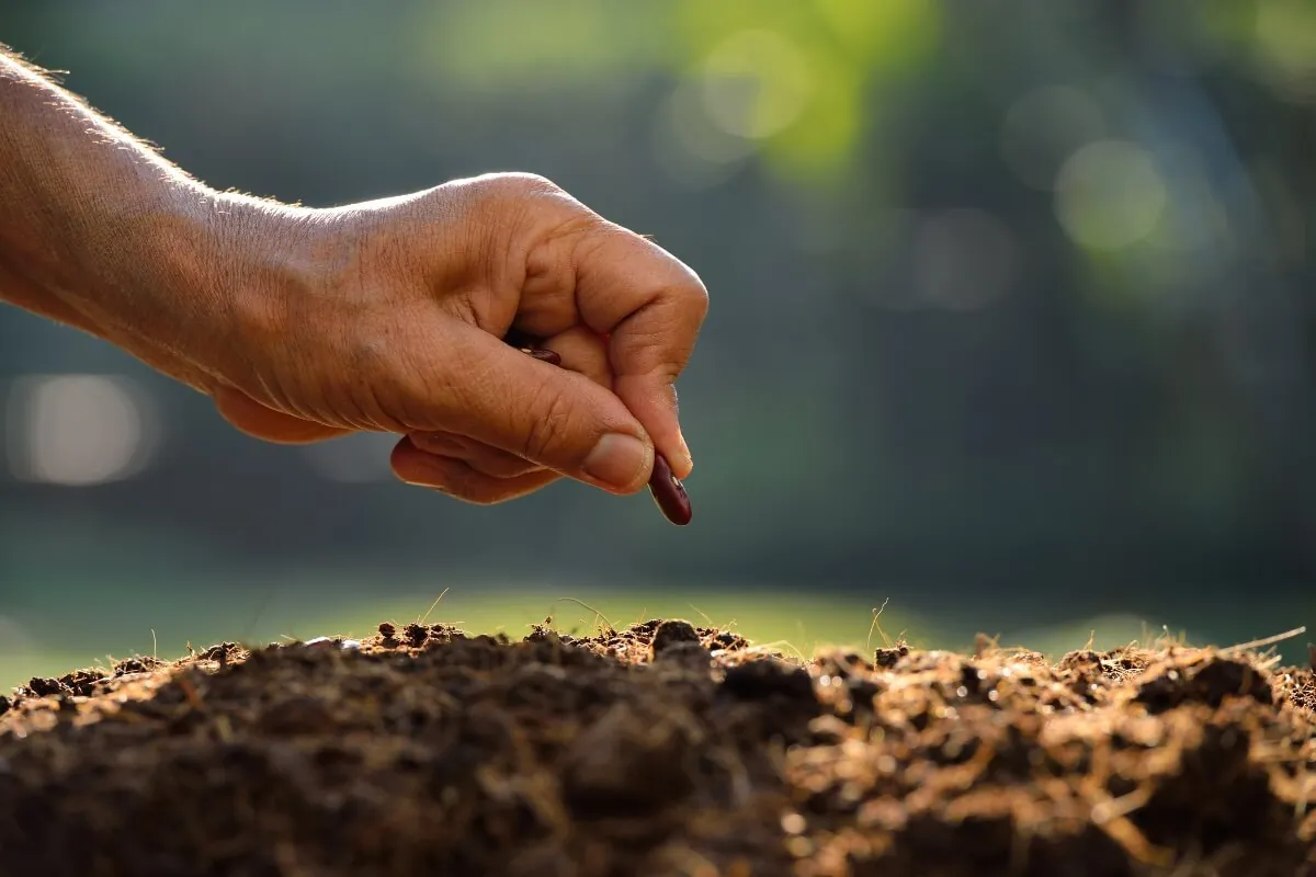 não será árvore frutífera se não morrer como semente - devocional