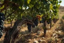 pregação Videira Verdadeira