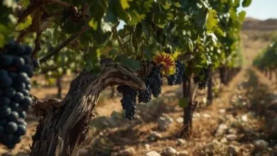 pregação Videira Verdadeira